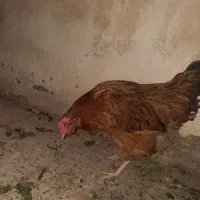 مرغ جوان تخم گذار