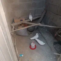 سه عدد کبوتر نر وماده