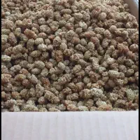 توت خشک درجه یک