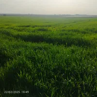اجاره زمین کشاورزی چنانه