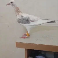 کبوتر مغلف خطی نر عتیقه