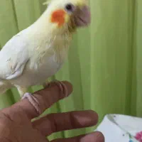 عروس هلندی گرینچیک نر و ماده جوجه نرمه خور