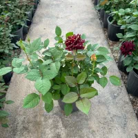 انواع رز هلندی