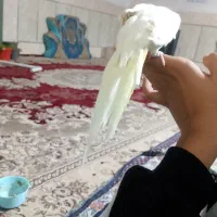 مرغ عشق|پرنده|زاهدان, |دیوار