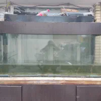 با سلام تعداد 5عددقناری رد فاکتور و 1اکواریم بزرگ