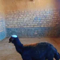 کاور بره پارسال