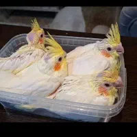 جوجه عروس
