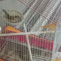 قنارجفت بخون خوش رنگ وخوش صدا