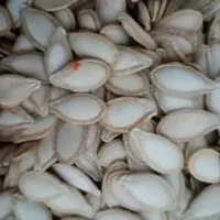 فروش فوری تخمه کدو در کوار