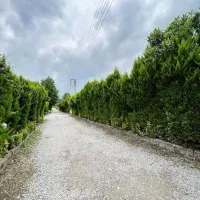 پلاک-جنگلی-زمین200متری-سنددار