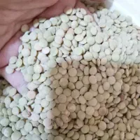 عدس