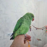 شاه تخم نر ملنگو ۷۵ روزه