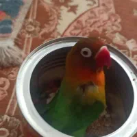 کوتوله نر فوق‌العاده دستی و کارداده