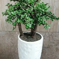 گیاه طبیی آپارتمانی بنسای