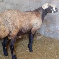 بره نرشال ژن دوقلو زا
