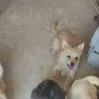 پاکوتاه تریر