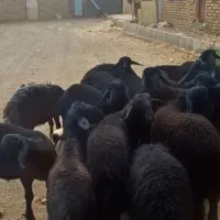 بر قزل افشار