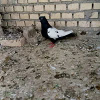 ماده سینه سیاه
