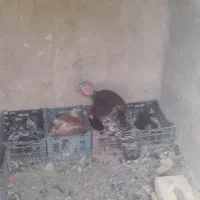 بوقلمون