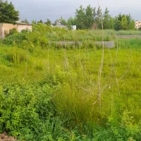 دو قطعه زمین در فخب سه راه یزدانی