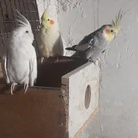 پرنده
