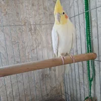 عروس هلندی