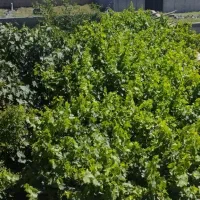 باغچه ۴۷۶ متری روستای ایجدانک ورامین