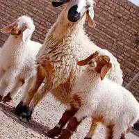 گوسفند دوقلوزا با دوتا بره نر