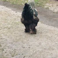 خروس برهما