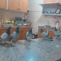 پرنده پلاکی|پرنده|آبادان, |دیوار