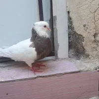 سلام‌یه‌عددماده طوقی‌‌ضمانت‌تخم‌وجوجه‌بفروش‌میرسد