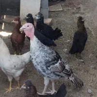 بوقلمون