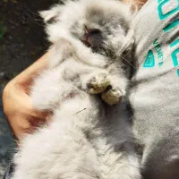 خرگوش لوپ بالغ