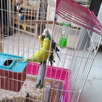 مرغ عشق نرو ماده به شرط جوجه