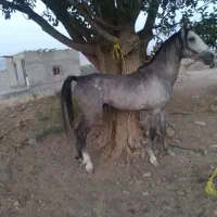 قاطر|اسب و تجهیزات اسبسواری|دهگلان, |دیوار
