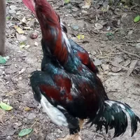 فروش خروس لاری