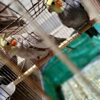 عروس پاریس نر و ماده