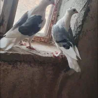 کبوتر. دو‌ کت