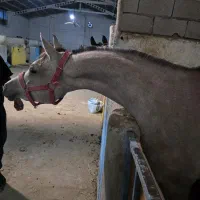 مادیان عرب دو سر به قیمت