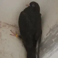 کبوتر زاغ صرب
