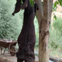 بز نر پاکستانی کاملا سالم