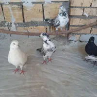 نر و ماده چلچله فروش(معاوضه)