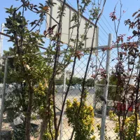 انواع نهال میوه گلدانی ریشه پر