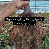 بوته گل رز