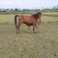 مادیان باکره