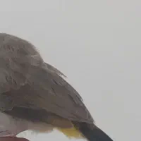 قناری