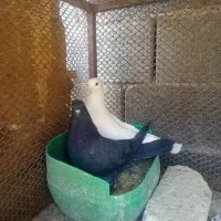 دمگیر دوبحر