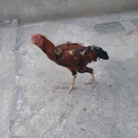 خروس لاری
