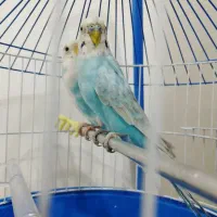 مرغ عشق