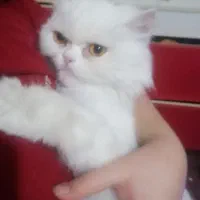 گربه پرشین 7 ماه